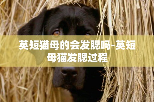 英短貓母的會發腮嗎-英短母貓發腮過程