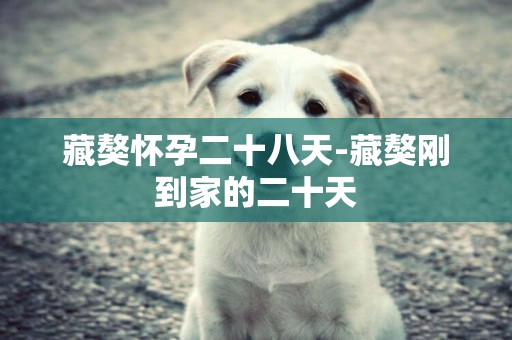 藏獒懷孕二十八天-藏獒剛到家的二十天