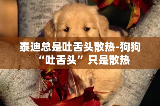 泰迪總是吐舌頭散熱-狗狗“吐舌頭”只是散熱