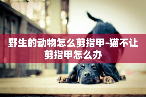 野生的動物怎么剪指甲-貓不讓剪指甲怎么辦