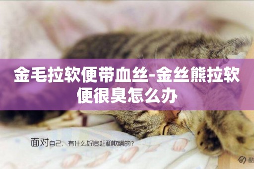 金毛拉軟便帶血絲-金絲熊拉軟便很臭怎么辦