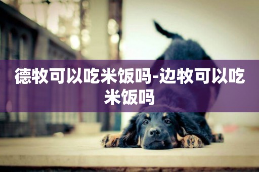德牧可以吃米飯嗎-邊牧可以吃米飯嗎