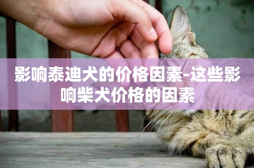 影響泰迪犬的價格因素-這些影響柴犬價格的因素