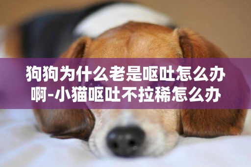 狗狗為什么老是嘔吐怎么辦啊-小貓嘔吐不拉稀怎么辦
