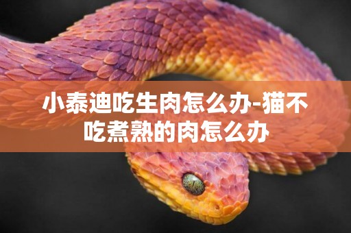 小泰迪吃生肉怎么辦-貓不吃煮熟的肉怎么辦