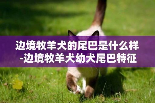 邊境牧羊犬的尾巴是什么樣-邊境牧羊犬幼犬尾巴特征