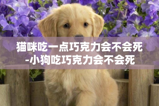 貓咪吃一點巧克力會不會死-小狗吃巧克力會不會死