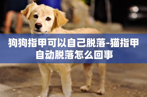 狗狗指甲可以自己脫落-貓指甲自動脫落怎么回事