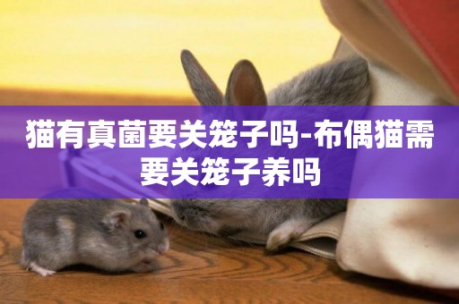 貓有真菌要關籠子嗎-布偶貓需要關籠子養嗎