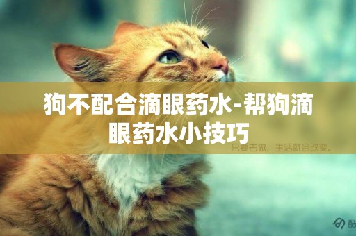 狗不配合滴眼藥水-幫狗滴眼藥水小技巧