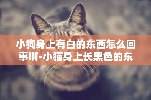 小狗身上有白的東西怎么回事啊-小貓身上長黑色的東西是怎么回事啊