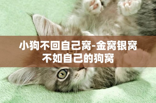 小狗不回自己窩-金窩銀窩不如自己的狗窩