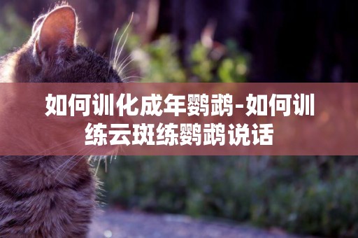 如何訓化成年鸚鵡-如何訓練云斑練鸚鵡說話