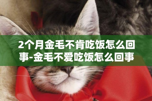 2個月金毛不肯吃飯怎么回事-金毛不愛吃飯怎么回事