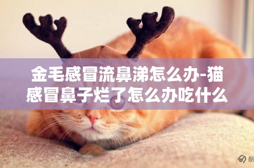 金毛感冒流鼻涕怎么辦-貓感冒鼻子爛了怎么辦吃什么藥