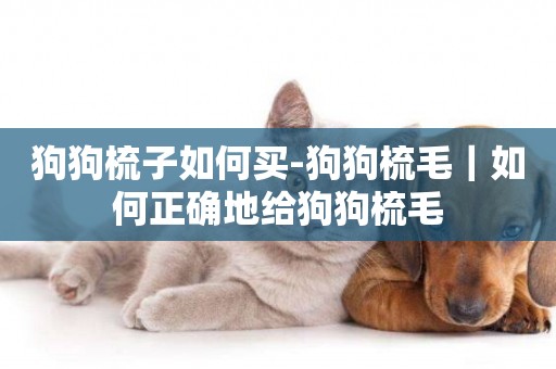狗狗梳子如何買-狗狗梳毛｜如何正確地給狗狗梳毛