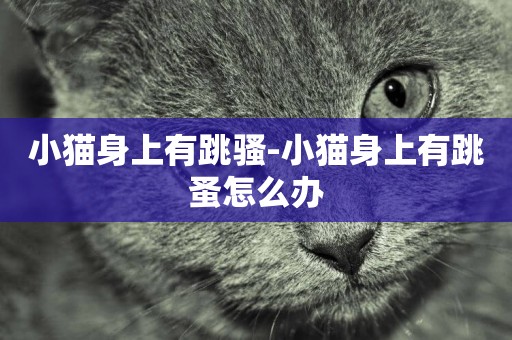 小貓身上有跳騷-小貓身上有跳蚤怎么辦