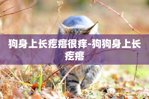 狗身上長疙瘩很癢-狗狗身上長疙瘩