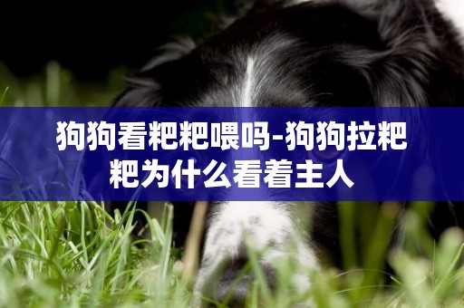 狗狗看粑粑喂嗎-狗狗拉粑粑為什么看著主人