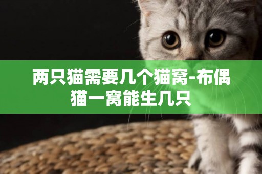 兩只貓需要幾個貓窩-布偶貓一窩能生幾只