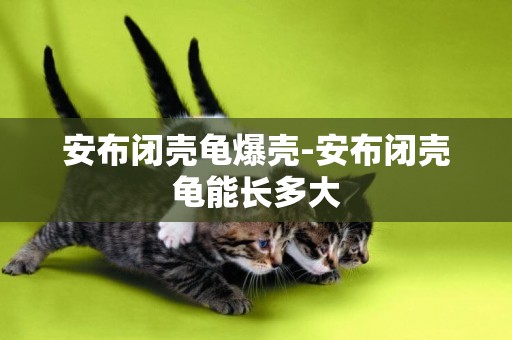 安布閉殼龜爆殼-安布閉殼龜能長多大
