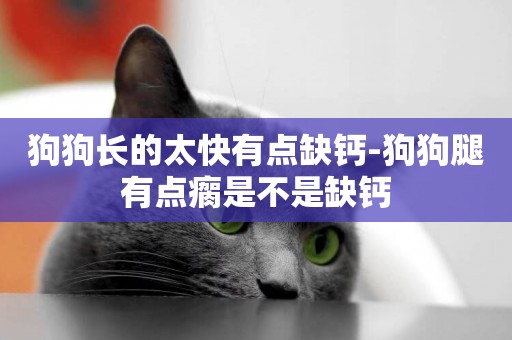 狗狗長的太快有點缺鈣-狗狗腿有點瘸是不是缺鈣