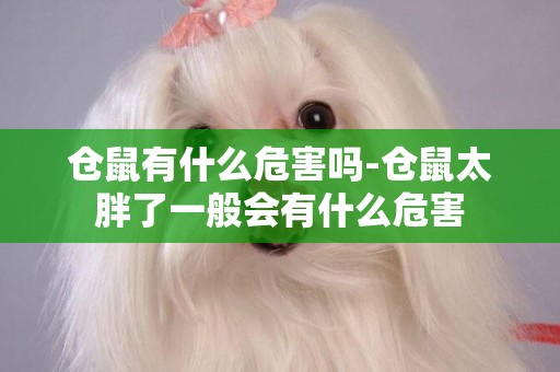 倉鼠有什么危害嗎-倉鼠太胖了一般會有什么危害