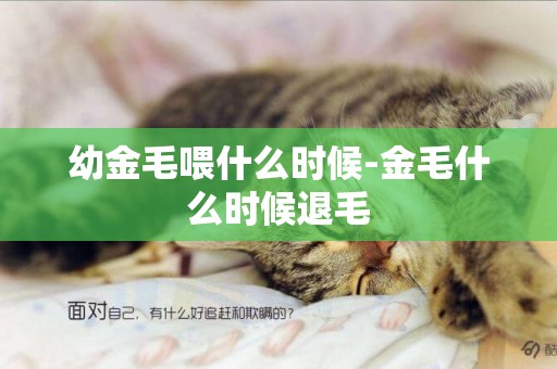 幼金毛喂什么時候-金毛什么時候退毛