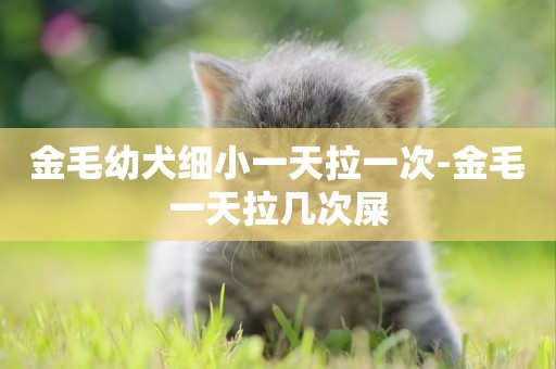 金毛幼犬細小一天拉一次-金毛一天拉幾次屎