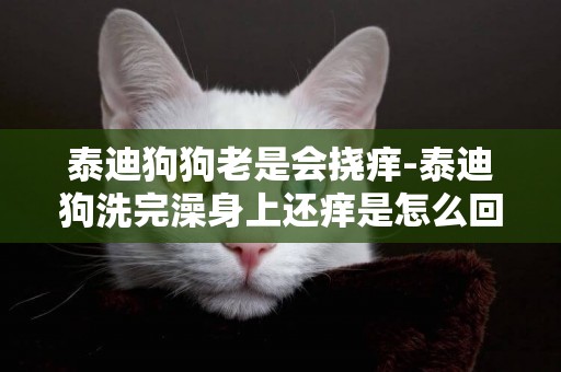 泰迪狗狗老是會撓癢-泰迪狗洗完澡身上還癢是怎么回事