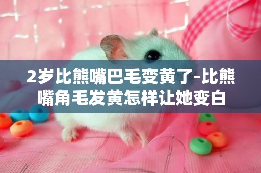 2歲比熊嘴巴毛變黃了-比熊嘴角毛發黃怎樣讓她變白