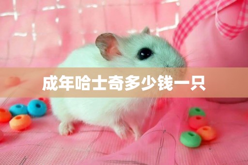 成年哈士奇多少錢一只
