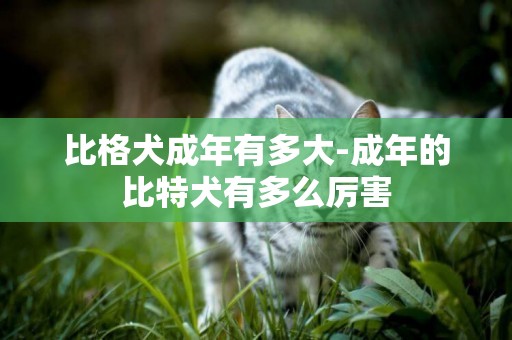 比格犬成年有多大-成年的比特犬有多么厲害