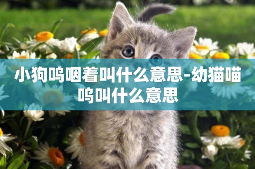 小狗嗚咽著叫什么意思-幼貓喵嗚叫什么意思