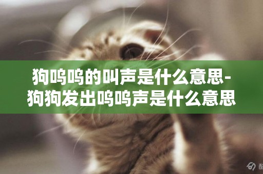 狗嗚嗚的叫聲是什么意思-狗狗發出嗚嗚聲是什么意思