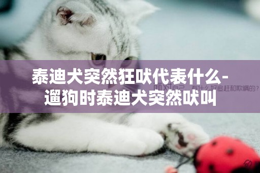 泰迪犬突然狂吠代表什么-遛狗時泰迪犬突然吠叫