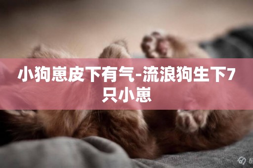 小狗崽皮下有氣-流浪狗生下7只小崽