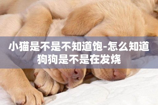 小貓是不是不知道飽-怎么知道狗狗是不是在發燒