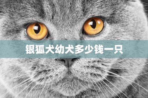 銀狐犬幼犬多少錢一只