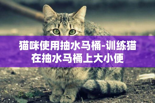 貓咪使用抽水馬桶-訓練貓在抽水馬桶上大小便