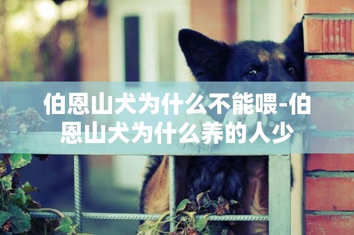 伯恩山犬為什么不能喂-伯恩山犬為什么養的人少