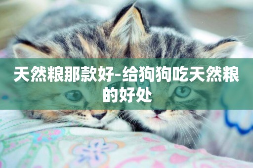 天然糧那款好-給狗狗吃天然糧的好處