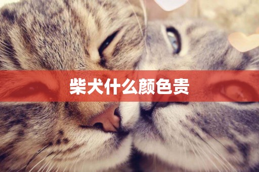 柴犬什么顏色貴