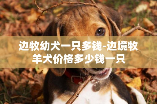 邊牧幼犬一只多錢-邊境牧羊犬價格多少錢一只