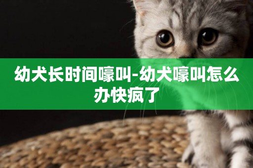 幼犬長時間嚎叫-幼犬嚎叫怎么辦快瘋了