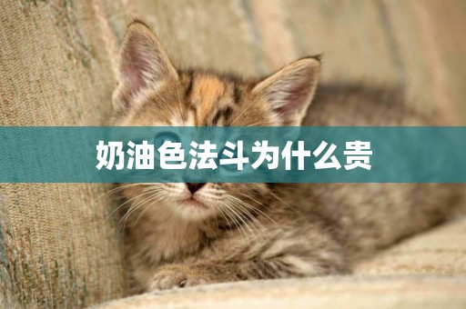 奶油色法斗為什么貴