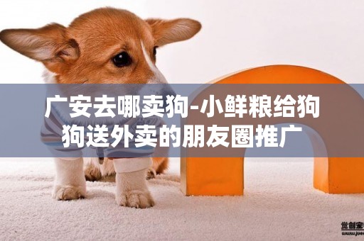 廣安去哪賣狗-小鮮糧給狗狗送外賣的朋友圈推廣