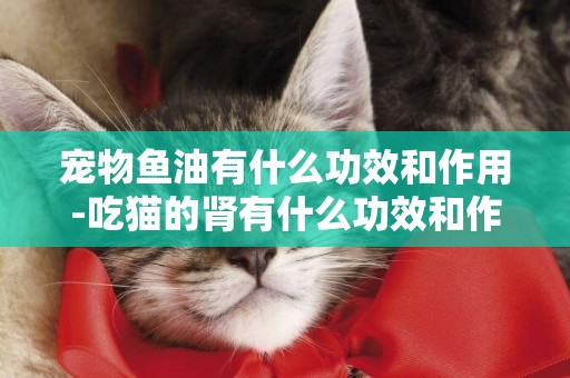 寵物魚油有什么功效和作用-吃貓的腎有什么功效和作用是什么