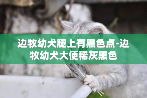 邊牧幼犬腿上有黑色點-邊牧幼犬大便稀灰黑色
