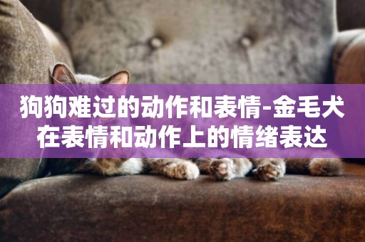 狗狗難過的動作和表情-金毛犬在表情和動作上的情緒表達